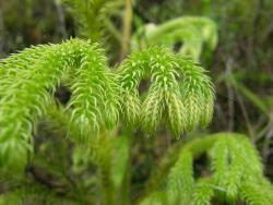 Lycopodiella cernua. Close-up of aerial branches showing incurved leaves and immature, sessile, green strobili.
 Image: L.R. Perrie © Leon Perrie CC BY-NC 4.0